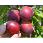 Sibírska slivka (Prunus x hybrid) ŠATER