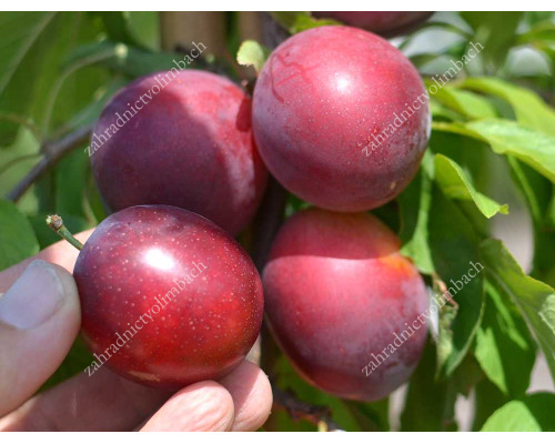 Siberian plum (Prunus x hybrid) SHATER