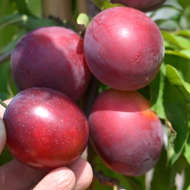 Siberian plum (Prunus x hybrid) SHATER