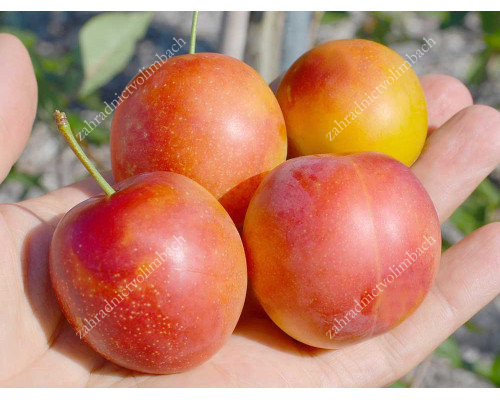 Siberian plum (Prunus x hybrid) SKOROPLODNAYA