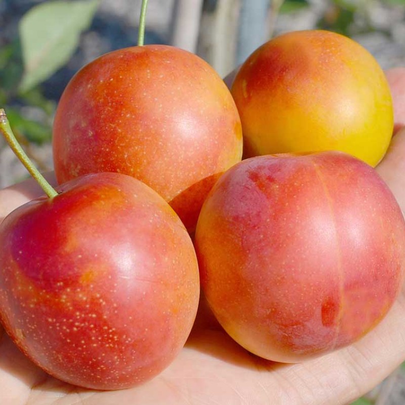 Siberian plum (Prunus x hybrid) SKOROPLODNAYA