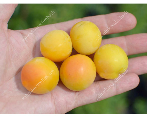 Sibírska slivka (Prunus x hybrid) SOLNEČNYJ ZAJČIK