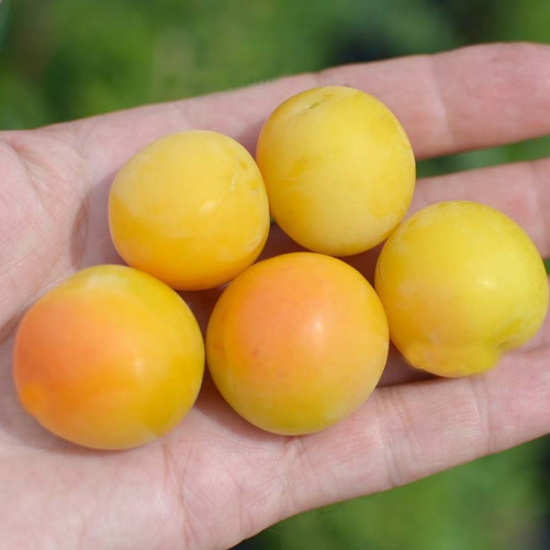 Sibírska slivka (Prunus x hybrid) SOLNEČNYJ ZAJČIK