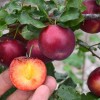 Siberian plum (Prunus x hybrid) SVERKHRANNAYA