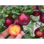 Siberian plum (Prunus x hybrid) SVERKHRANNAYA