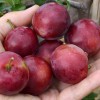 Siberian plum (Prunus x hybrid) SVERKHRANNAYA