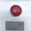 Siberian plum (Prunus x hybrid) SVERKHRANNAYA