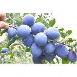 Pflaume (Prunus domestica) AZURA®