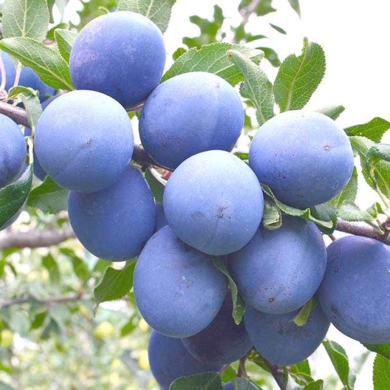 Pflaume (Prunus domestica) AZURA®