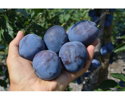 Pflaume (Prunus domestica) FIDELIA®