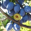 Columnar Plum (Prunus domestica) FRUCA®