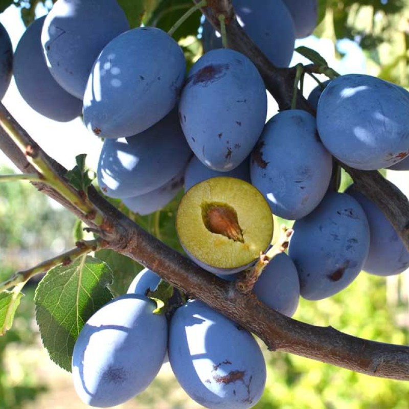 Columnar Plum (Prunus domestica) FRUCA®