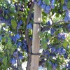Columnar Plum (Prunus domestica) FRUCA®