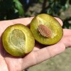 Columnar Plum (Prunus domestica) FRUCA®