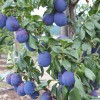 Pflaume (Prunus domestica) HAGANTA®