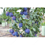 Pflaume (Prunus domestica) HAGANTA®