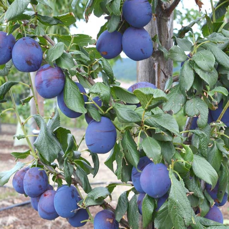 Pflaume (Prunus domestica) HAGANTA®