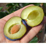 Pflaume (Prunus domestica) HAROMA®