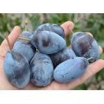 Pflaume (Prunus domestica) JOFELA®