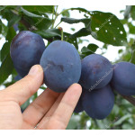 Pflaume (Prunus domestica) JOJO®