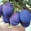 Slivka (Prunus domestica) KIRGIZSKAJA PREVOSCHODNAJA