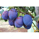 Pflaume (Prunus domestica) KIRGIZKAJA PREVOSCHODNAJA