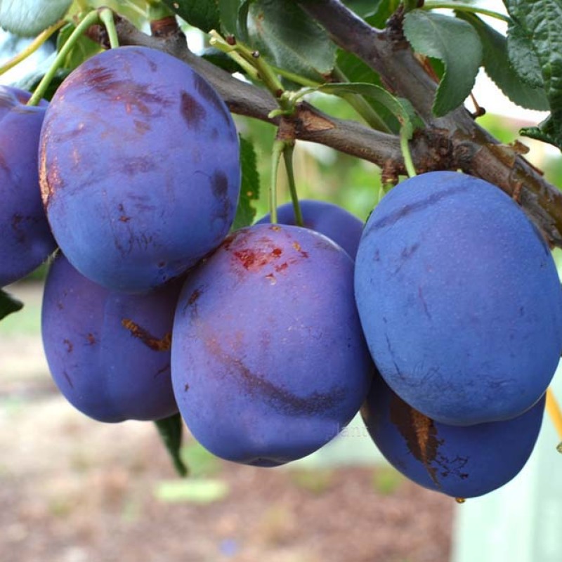 Slivka (Prunus domestica) KIRGIZSKAJA PREVOSCHODNAJA