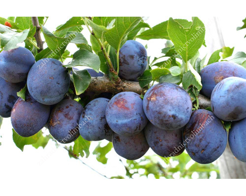 Slivka domáca (Prunus domestica) RENKLOD KARBIŠEVA