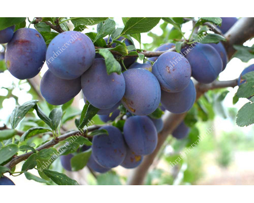 Pflaume (Prunus domestica) RENKLOD SOWJETSKI