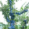 Columnar Plum (Prunus domestica) TOP®
