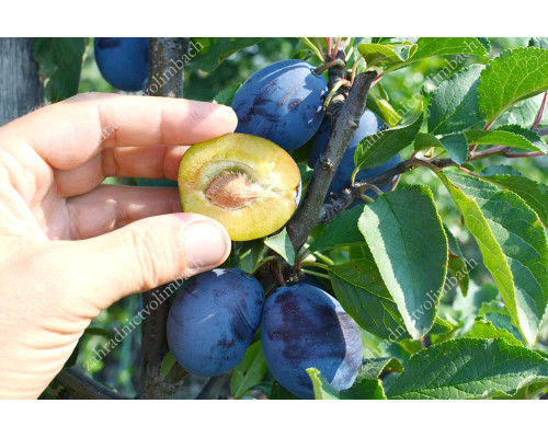 Slivka (Prunus domestica) TOPFIVE®