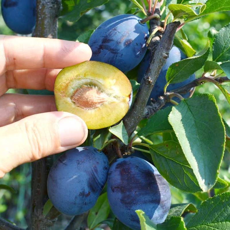 Plum (Prunus domestica) TOPFIVE®