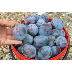 Slivka (Prunus domestica) TOPHIT PLUS®