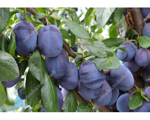 Pflaume (Prunus domestica) TOPPER® (Säulenform)