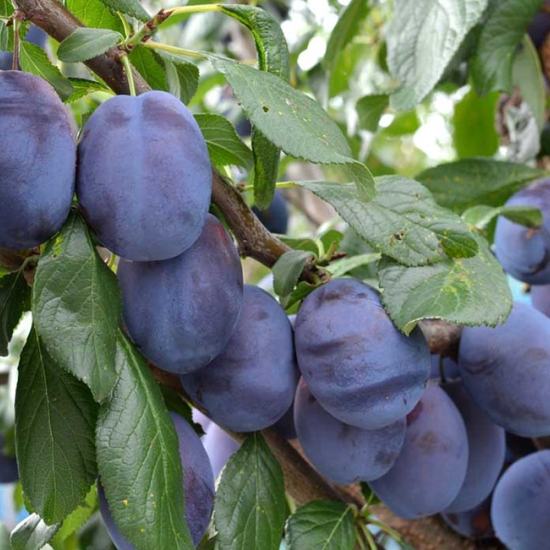 Columnar Plum (Prunus domestica) TOPPER®