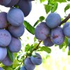 Plum (Prunus domestica) TOPTASTE®