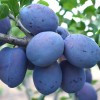 Plum (Prunus domestica) TOPTASTE®