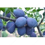 Slivka (Prunus domestica) TOPTASTE®