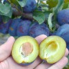 Plum (Prunus domestica) TOPTASTE®