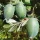 Brasilianische Guave - Feijoa