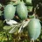 Feijoa