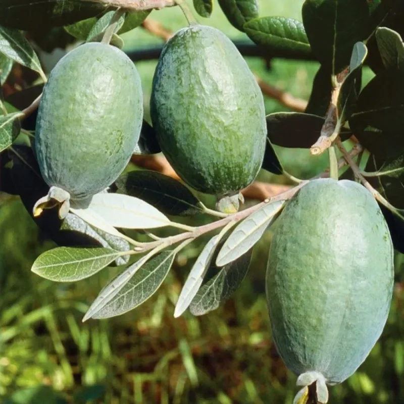 Aka jedlá - Ananásová guava - Feijoa sellowiana - Acca sellowiana MAMMOTH
