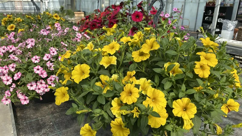 Horticulture Blšťák Veľké Úľany