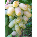 GORDEY Disease Resistant Table Grape Vine