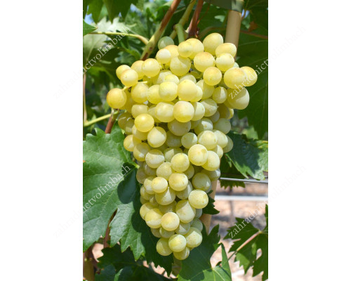 NOVY PODAROK ZAPOROZHYU Disease Resistant Table Grape Vine