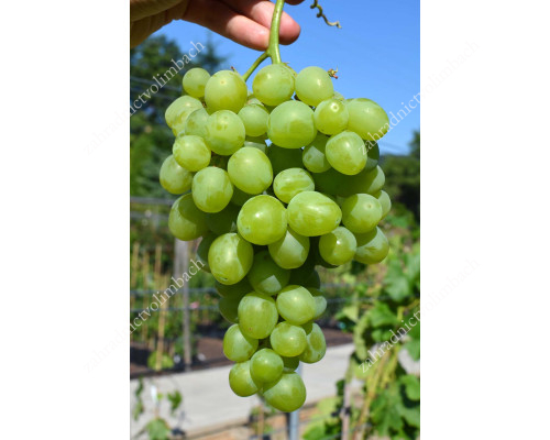 SUPER EXTRA Disease Resistant Table Grape Vine