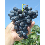 SHARLOTA Disease Resistant Table Grape Vine