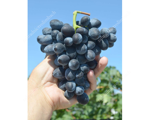SHARLOTA Disease Resistant Table Grape Vine