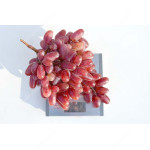 JULIAN Disease Resistant Table Grape Vine