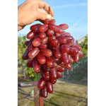 JULIAN Disease Resistant Table Grape Vine